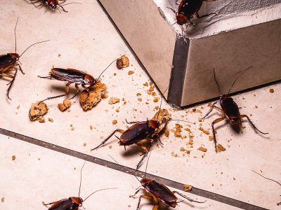 Cockroach Removal : Prevention and Treatment Cockroach Removal : Prevention and Treatment